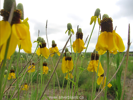 yellow coneflower, Ratibida columnifera 11JL09