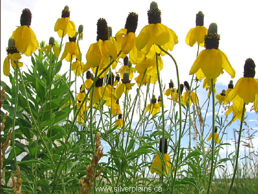 yellow coneflower, Ratibida columnifera 11JL18-1