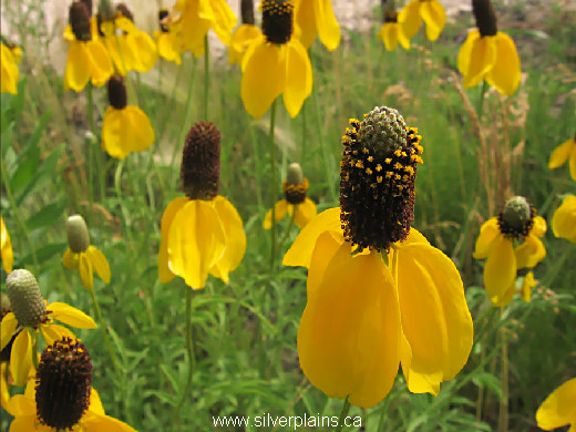 yellow coneflower, Ratibida columnifera 11JL18-3