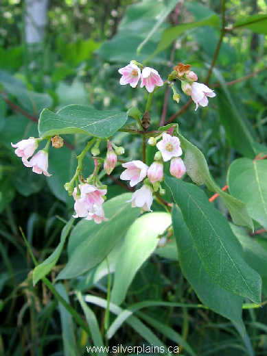 dogbane spreading, Apocynum androsaemifolium L. 06JL08-01