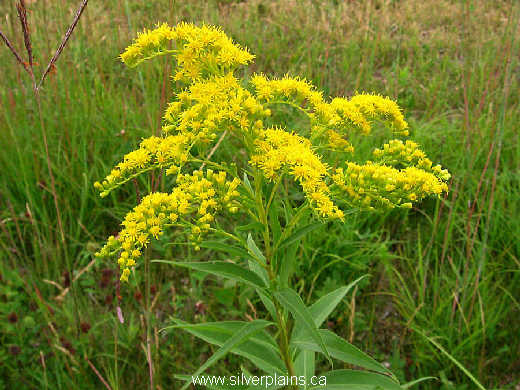 giant goldenrod, Solidago gigantea Ait. 07AU06-03