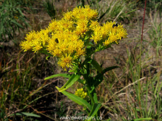 Riddell's goldenrod, Solidago riddellii 11AU25-01