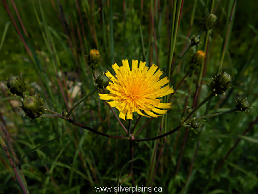 Canada hawkweed - Hieracium canadense 14AU01