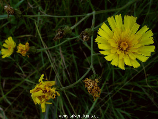 Canada hawkweed - Hieracium canadense 11AU13-01
