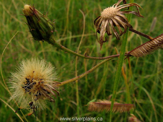 Canada hawkweed - Hieracium canadense 11AU30