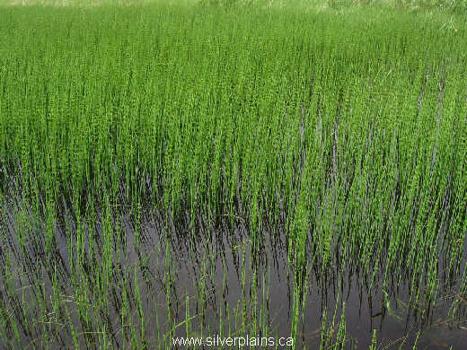 water horsetail ~ Equisetum fluviatile L. 10MA29-03