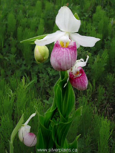 showy lady's slipper, Cypripedium reginae - 08JN28