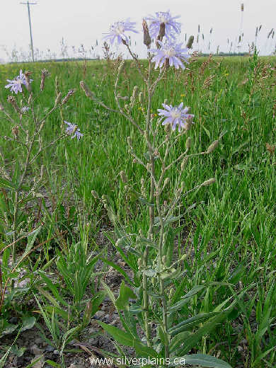 blue lettuce - Lactuca pulchella 07JL07-02