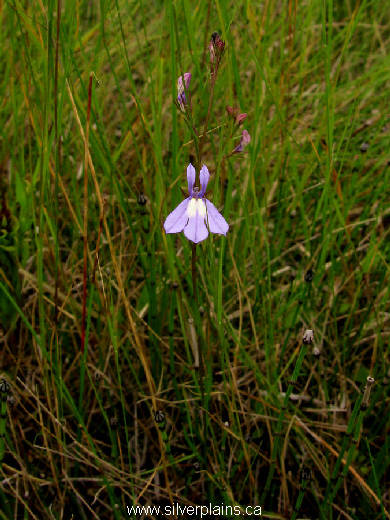 brook lobelia - Lobelia kalmii 11JL15