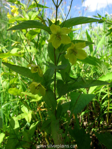fringed loosestrife ~ Lysimachia ciliata L. 11JL24-02