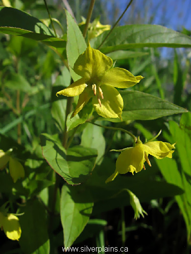 fringed loosestrife ~ Lysimachia ciliata L. 11JL23