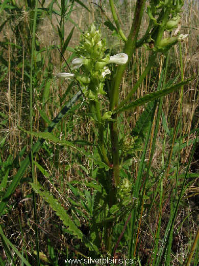 swamp lousewort, Pedicularis lanceolata Michx. 10AU08-03