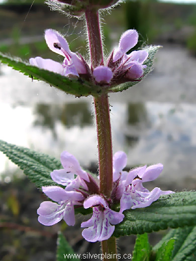 marsh hedgenettle - Stachys palustris L. 07JN30