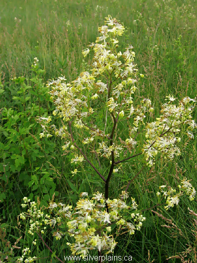 tall meadow rue, Thalictrum pubescens - 10JL01