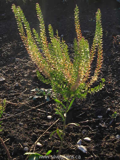 peppergrass - Lepidium densiflorum Schrad. 07AU02