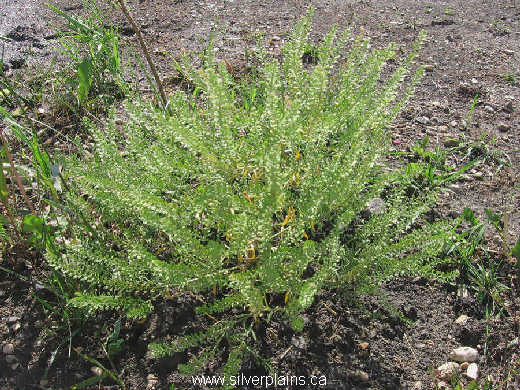 peppergrass - Lepidium densiflorum Schrad. 07JN24