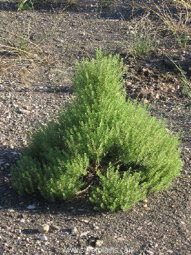 peppergrass - Lepidium densiflorum Schrad. 08AU05