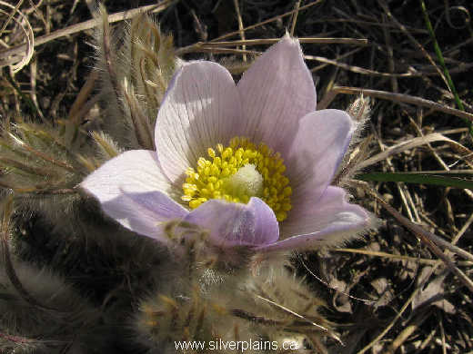 prairie crocus - Anemone patens 10AP08-01