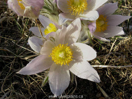 prairie crocus - Anemone patens 10AP16-02