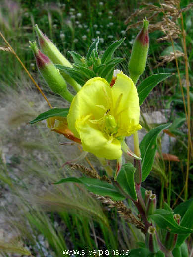 yellow evening primrose - Oenothera biennis 09JL21-01