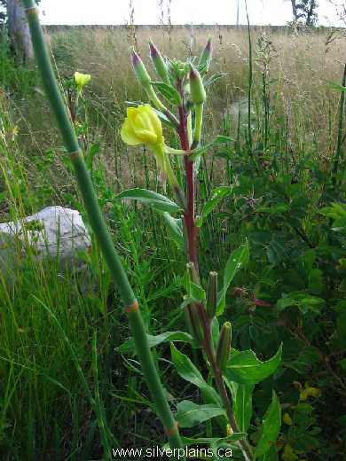 yellow evening primrose - Oenothera biennis 09JL21-02