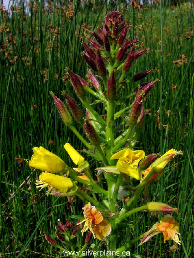 yellow evening primrose - Oenothera biennis 11JL07