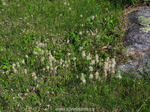 little leaved pussytoes - Antennaria parvifolia 11JN11