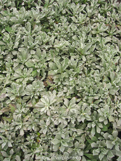 little leaved pussytoes - Antennaria parvifolia 11JN11