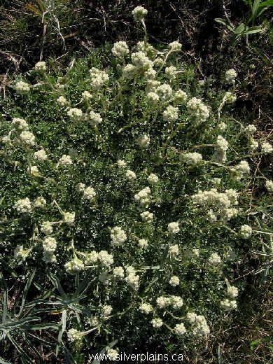 little leaved pussytoes - Antennaria parvifolia 10JN06-02