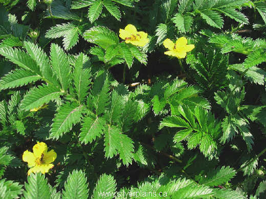 silverweed - Potentilla anserina 07JN03
