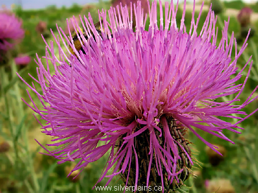 Flodman's thistle - Cirsium Flodmanii 12JL26-1