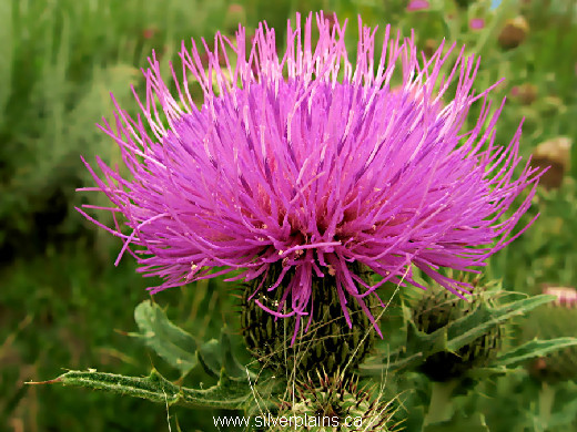 Flodman's thistle - Cirsium Flodmanii 12JL26-2