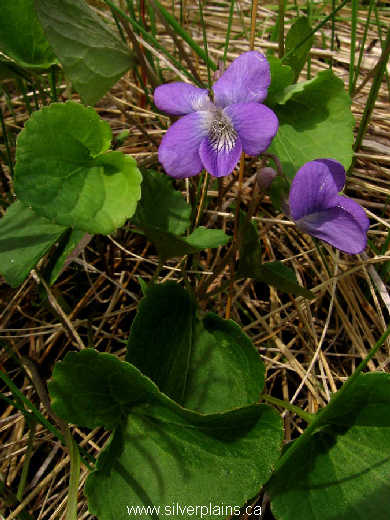 northern bog violet ~ Viola nephrophylla