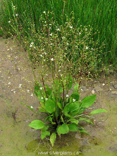 southern water plantain - Alisma subcordatum 08JL14-3
