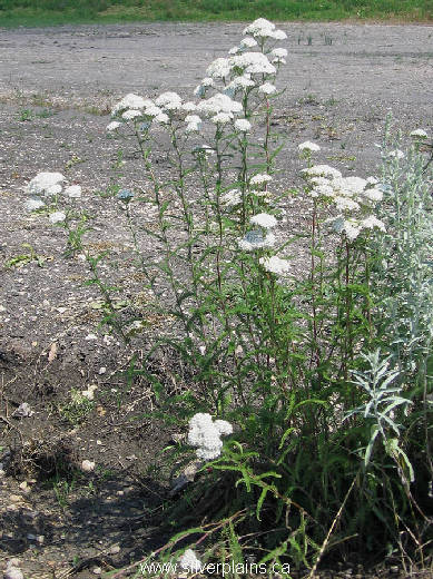 yarrow - Achillea millefolium 07JL17-02