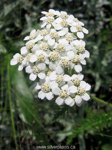 yarrow - Achillea millefolium 07JL26-01