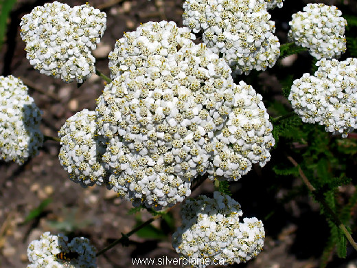 yarrow - Achillea millefolium 06JL17