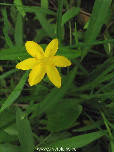 yellow star grass ~ Hypoxis hirsuta 10JN04