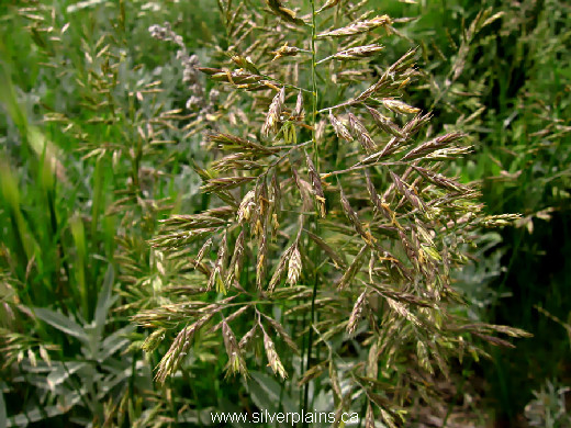 plains muhly, Muhlenbergia cuspidata 12JN15-01