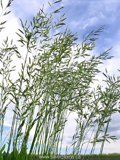 plains muhly, Muhlenbergia cuspidata 12JN15-02