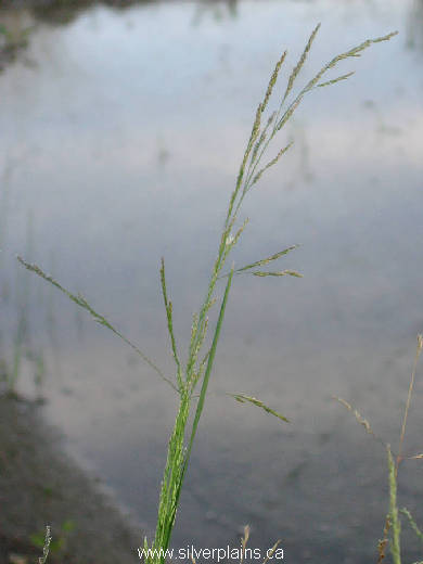 Nuttall's alkali grass 07JL12-01