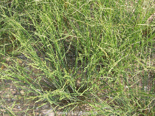Nuttall's alkali grass 07JL22-01