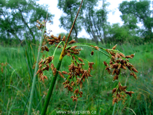 softstem bulrush - Schoenoplectus tabernaemontani 07AU06