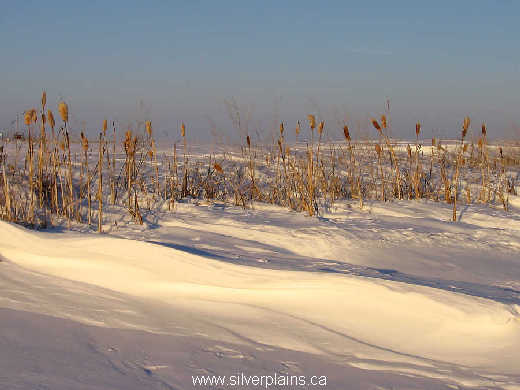 common cattail - Typha latifolia 07JA20-02 - snow