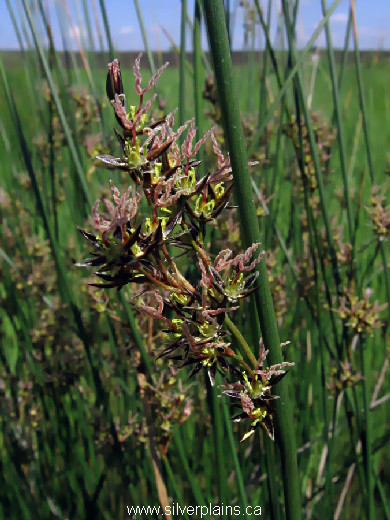 baltic rush ~ Juncus balticus Willd. 09JN19-1