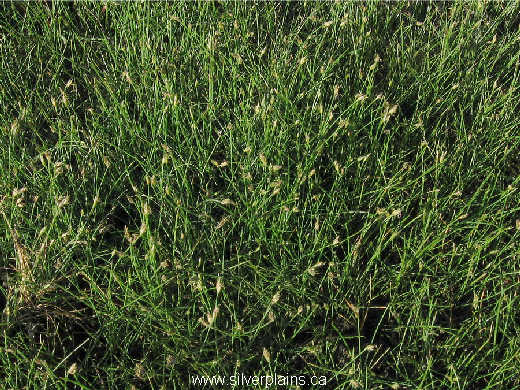 needle spikerush - Eleocharis acicularis 07JL26-06