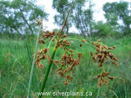 softstem bulrush