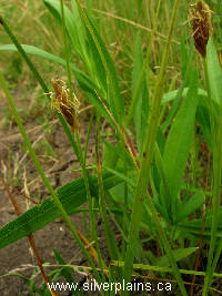threesquare bulrush