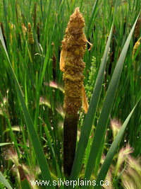 common cattail