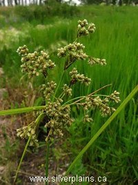woolgrass